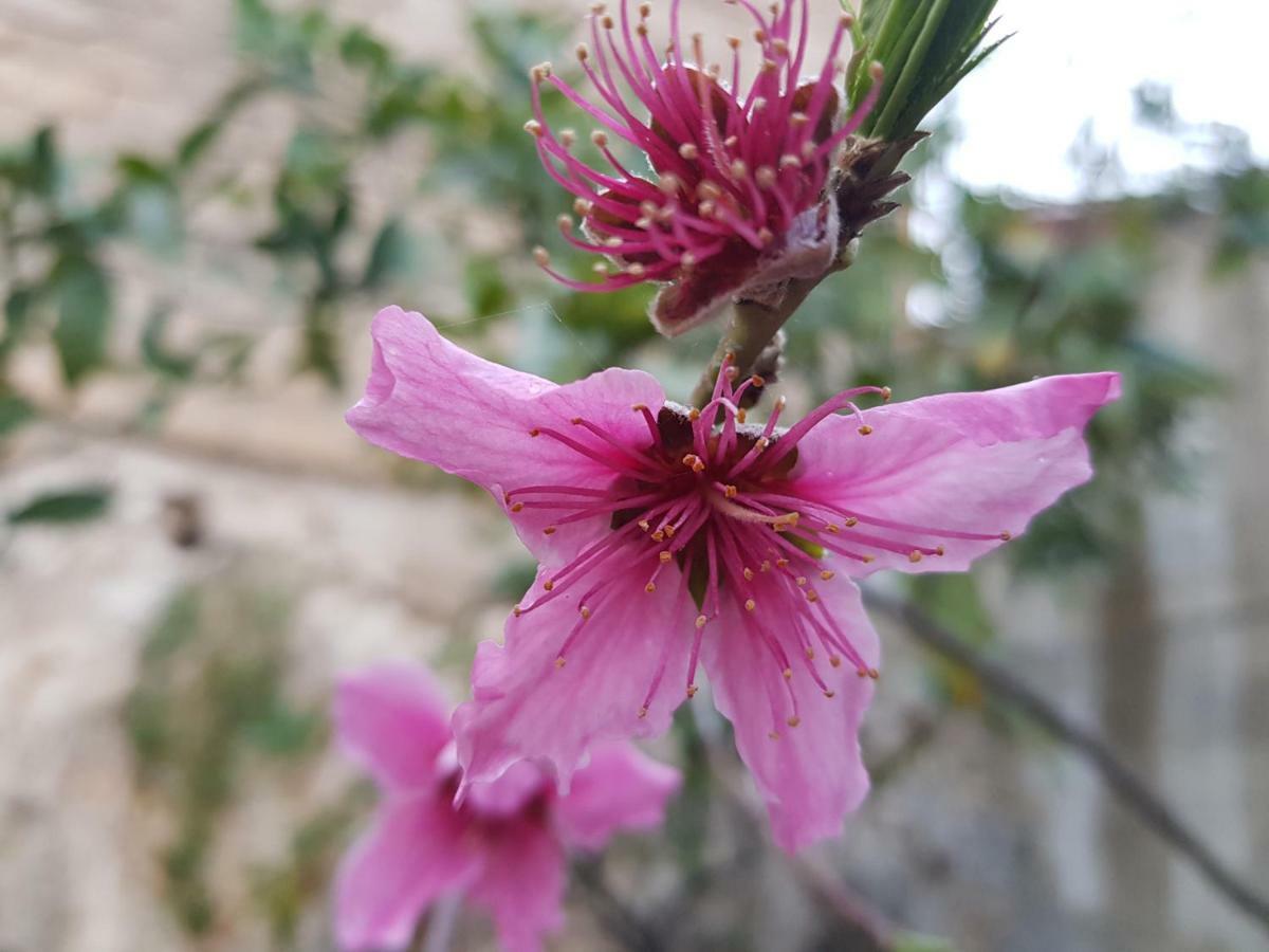 Il Giardino Di Tolu Siracusa Syrakus